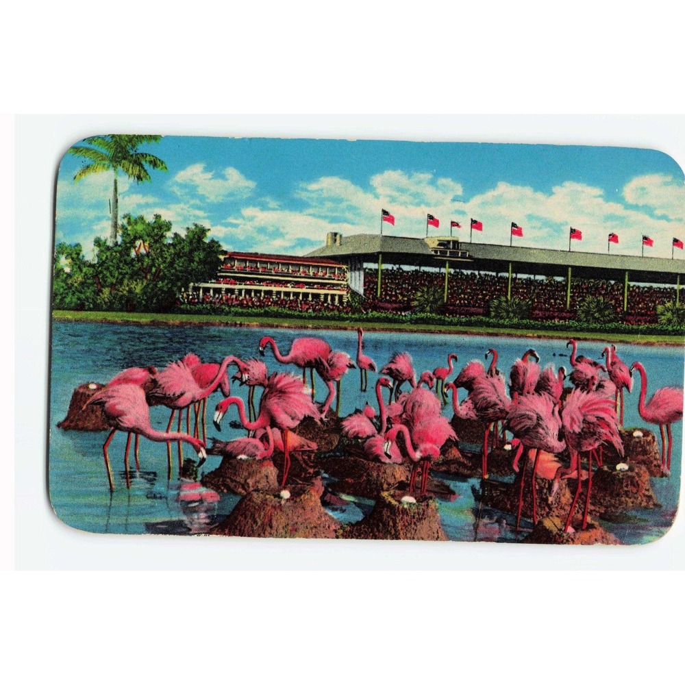 Vintage 1952 Hialeah Race Course Florida Flamingo Nests Linen Postcard PC73